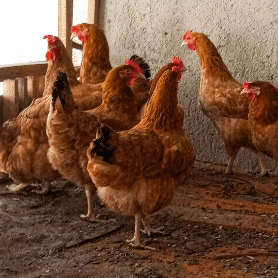 Vedaste with his chickens, Hope Mission Society Rwanda