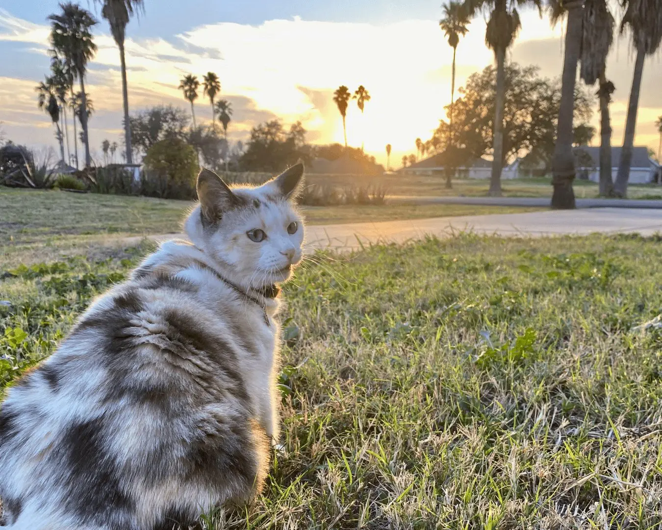 Luna at sunset in Mission Texas