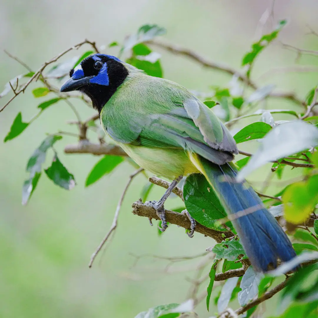 Bird in the Rio Grande Valley